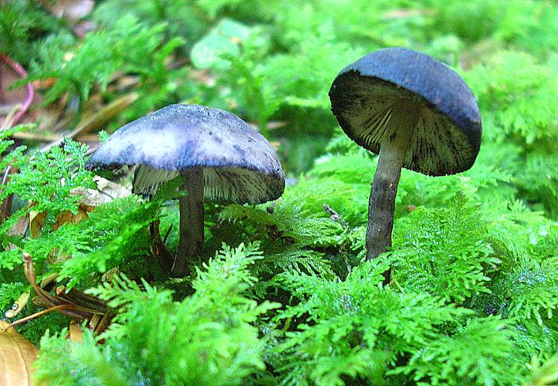 La Flora fungina negli aspetti microclimatici subtropicali